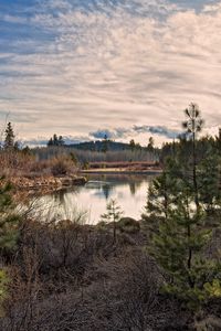 Preview wallpaper sun, light, pines, young growth, grass, faded, bushes, reservoir