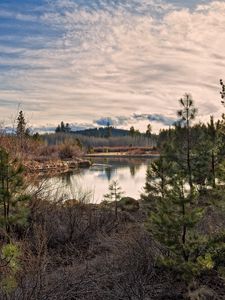 Preview wallpaper sun, light, pines, young growth, grass, faded, bushes, reservoir