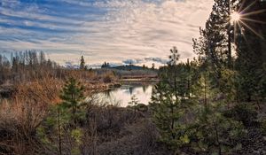 Preview wallpaper sun, light, pines, young growth, grass, faded, bushes, reservoir