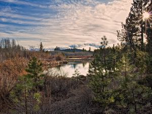 Preview wallpaper sun, light, pines, young growth, grass, faded, bushes, reservoir