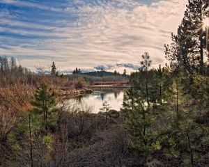 Preview wallpaper sun, light, pines, young growth, grass, faded, bushes, reservoir