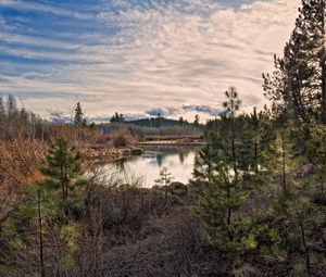 Preview wallpaper sun, light, pines, young growth, grass, faded, bushes, reservoir