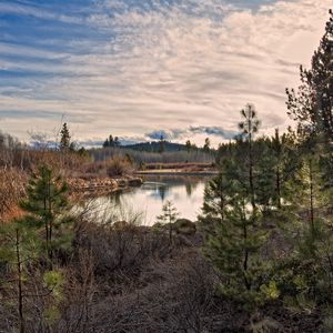 Preview wallpaper sun, light, pines, young growth, grass, faded, bushes, reservoir