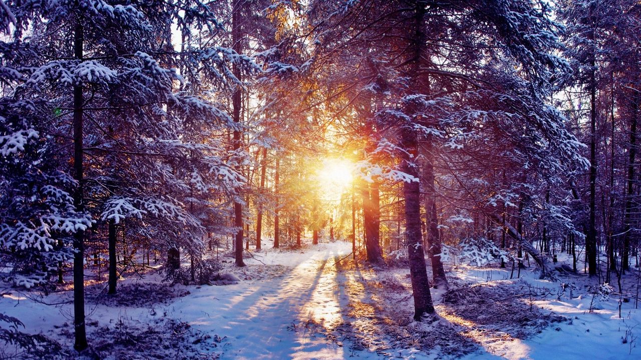 Wallpaper sun, light, trees, forest, bush, snow