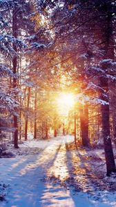 Preview wallpaper sun, light, trees, forest, bush, snow
