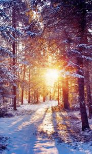 Preview wallpaper sun, light, trees, forest, bush, snow
