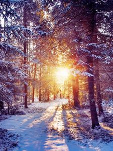 Preview wallpaper sun, light, trees, forest, bush, snow