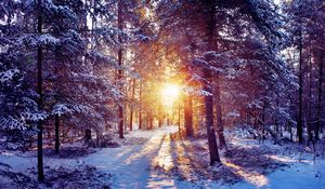 Preview wallpaper sun, light, trees, forest, bush, snow