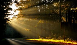 Preview wallpaper sun, light, trees, forest, road, sign