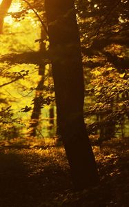 Preview wallpaper sun, light, trees, outlines