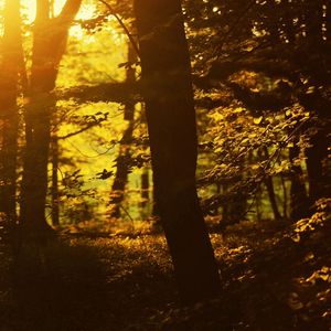 Preview wallpaper sun, light, trees, outlines