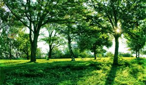 Preview wallpaper sun, light, trees, branches, shadows, summer, green, grass, avenue