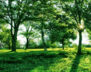 Preview wallpaper sun, light, trees, branches, shadows, summer, green, grass, avenue