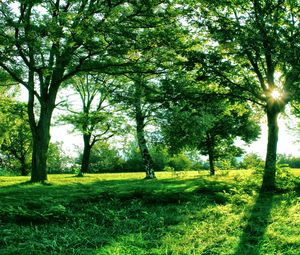 Preview wallpaper sun, light, trees, branches, shadows, summer, green, grass, avenue