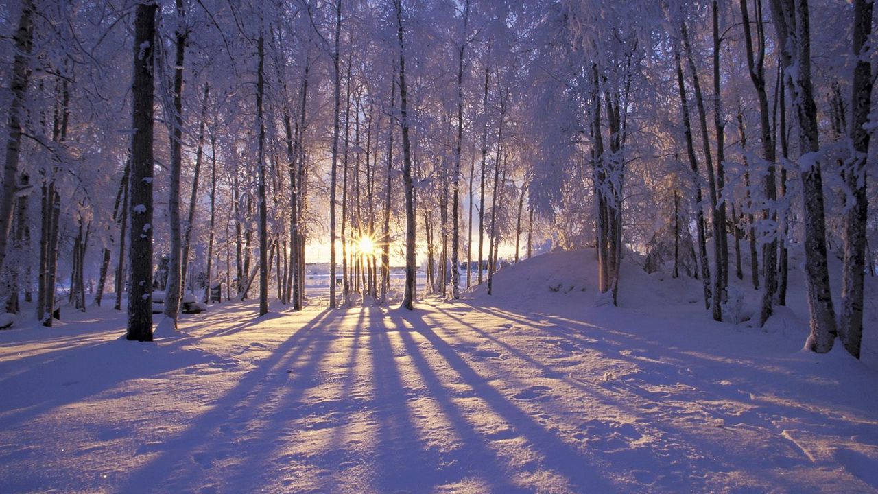 Wallpaper sun, morning, wood, trees, shades, snow, winter