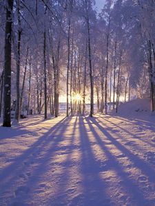 Preview wallpaper sun, morning, wood, trees, shades, snow, winter