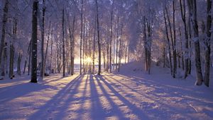 Preview wallpaper sun, morning, wood, trees, shades, snow, winter