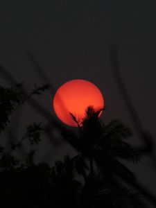 Preview wallpaper sun, palm, branches, dark
