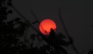 Preview wallpaper sun, palm, branches, dark