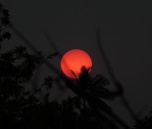 Preview wallpaper sun, palm, branches, dark