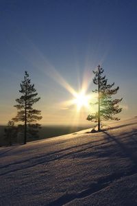 Preview wallpaper sun, pines, slope, morning