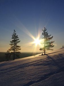 Preview wallpaper sun, pines, slope, morning