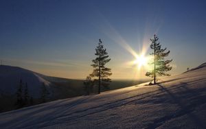 Preview wallpaper sun, pines, slope, morning