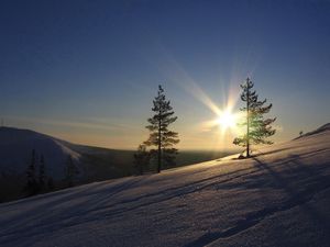 Preview wallpaper sun, pines, slope, morning