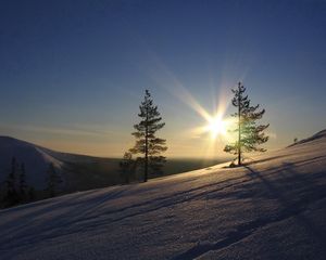 Preview wallpaper sun, pines, slope, morning