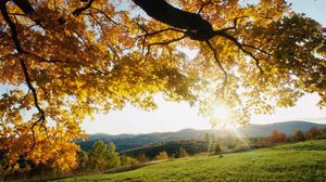 Preview wallpaper sun rays, branches, tree, leaves, yellow, autumn, light, meadow