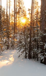Preview wallpaper sun, rays, snow, trees