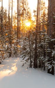 Preview wallpaper sun, rays, snow, trees