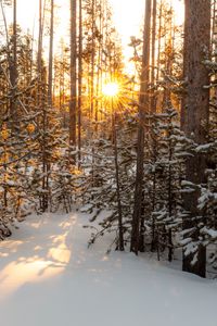 Preview wallpaper sun, rays, snow, trees