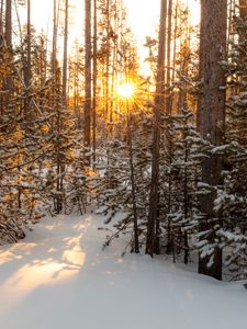 Preview wallpaper sun, rays, snow, trees