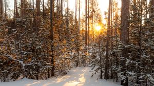 Preview wallpaper sun, rays, snow, trees