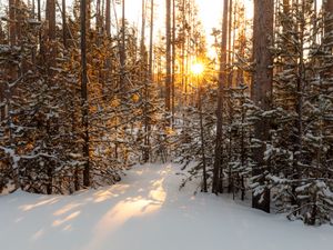 Preview wallpaper sun, rays, snow, trees