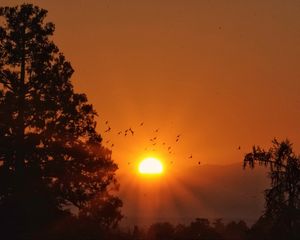 Preview wallpaper sun, rays, sunset, trees, birds, dark