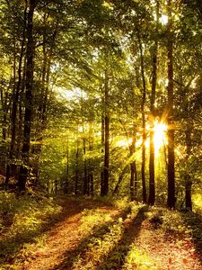 Preview wallpaper sun rays, wood, trees, road, light, shades