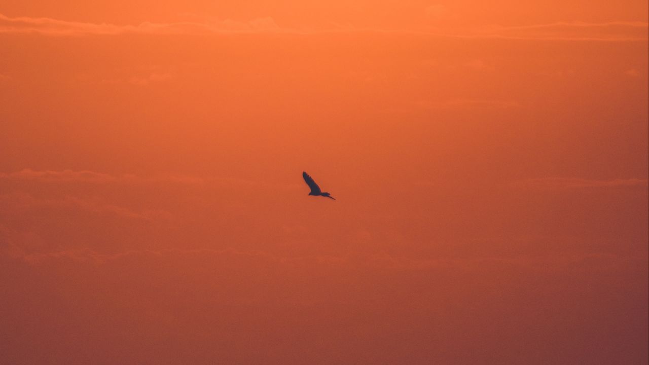 Wallpaper sun, sunset, bird, branches