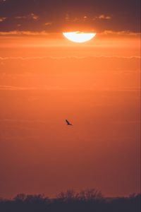 Preview wallpaper sun, sunset, bird, branches