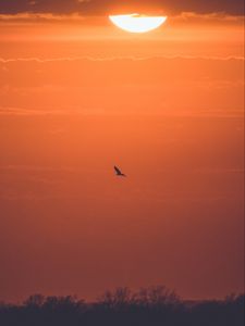 Preview wallpaper sun, sunset, bird, branches
