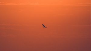 Preview wallpaper sun, sunset, bird, branches