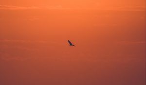 Preview wallpaper sun, sunset, bird, branches