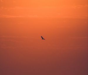 Preview wallpaper sun, sunset, bird, branches