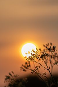 Preview wallpaper sun, sunset, branch, blur