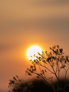 Preview wallpaper sun, sunset, branch, blur
