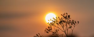 Preview wallpaper sun, sunset, branch, blur