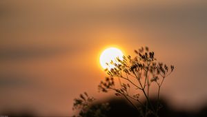 Preview wallpaper sun, sunset, branch, blur