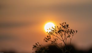 Preview wallpaper sun, sunset, branch, blur