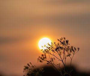 Preview wallpaper sun, sunset, branch, blur